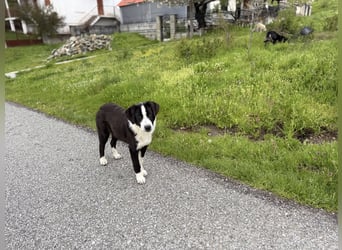 Meadow wünscht sich eine Familie