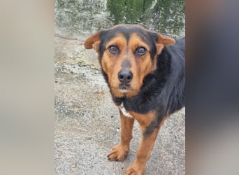 Cora - eine fröhliche Labrador-Seele auf der Suche nach ihrem Zuhause