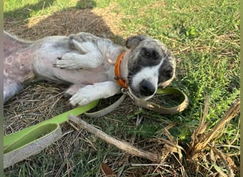 Lili sucht ihr Für-immer-Zuhause!