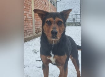 Cora - eine fröhliche Labrador-Seele auf der Suche nach ihrem Zuhause