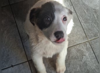 Coco - eine zauberhafte Hündin sucht ihr Glück