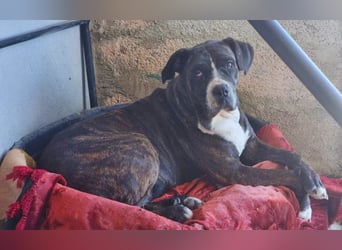 Alma – sanfte Hundeseele sucht ein liebevolles Zuhause für ihren Lebensabend