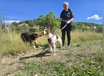 Ellie - mit einem Lächeln auf vier Pfoten