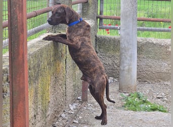 Django – vom Straßenhund zum Hoffnungsträger