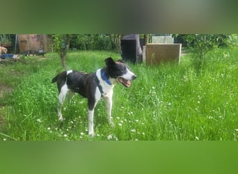 Ahoi – hier kommt Jack, der kleine Pirat auf vier Pfoten!