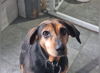 Laika, ein Herz aus Gold, sucht ihren Menschen