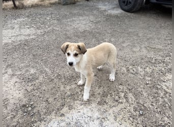 Misty - eine kleine Frohnatur