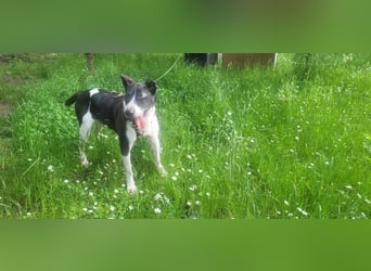 Ahoi – hier kommt Jack, der kleine Pirat auf vier Pfoten!