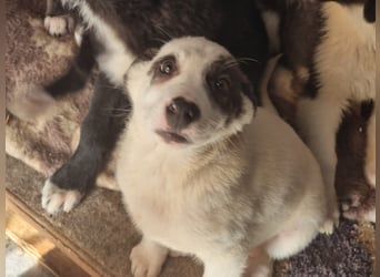 Charlie - ein Goldstück sucht seine Menschen