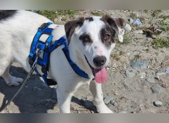 Charlie - ein Goldstück sucht seine Menschen