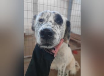 Pippa - wundervolle und zurückhaltende Hündin sucht ein Zuhause