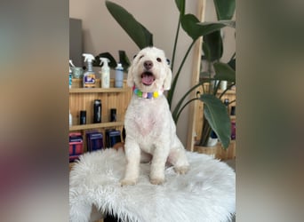 Dobby - ein Hundeherz voller Liebe sucht DICH