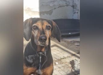 Laika, ein Herz aus Gold, sucht ihren Menschen