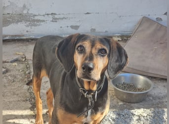 Laika, ein Herz aus Gold, sucht ihren Menschen