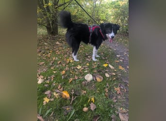 Greta sucht ihr neues Für Immer Zuhause