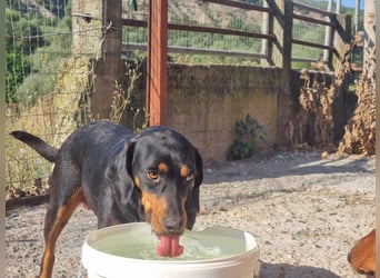 Lisa - liebe kleine Jagdhunddame sucht Dich