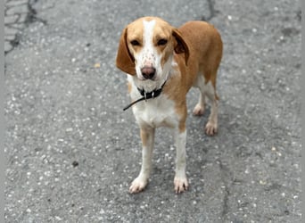 Shika – eine Seele zwischen Straße und Hoffnung