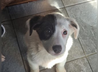 Coco - eine zauberhafte Hündin sucht ihr Glück