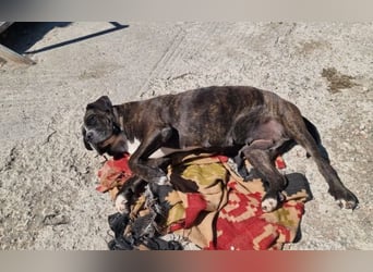 Alma – sanfte Hundeseele sucht ein liebevolles Zuhause für ihren Lebensabend