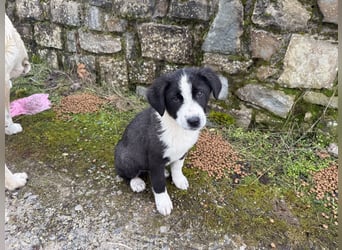 Meadow - wünscht sich eine Familie