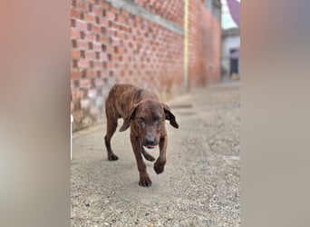 Django – vom Straßenhund zum Hoffnungsträger