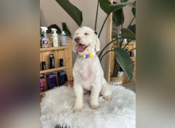 Dobby - ein Hundeherz voller Liebe sucht DICH