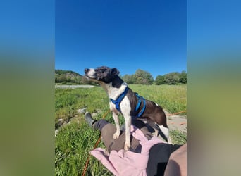 Ahoi – hier kommt Jack, der kleine Pirat auf vier Pfoten!