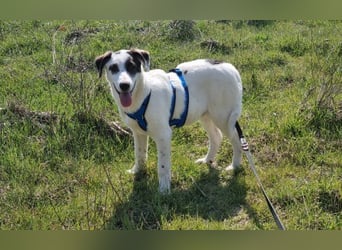 Charlie - ein Goldstück sucht seine Menschen