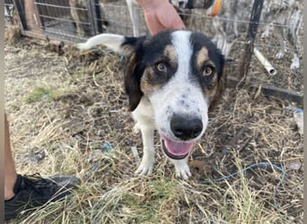 Rea – Fröhliches Hundemädchen sucht ein liebevolles Zuhause!