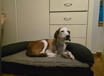 Arni - unser tapferer Kämpfer sucht sein großes Glück