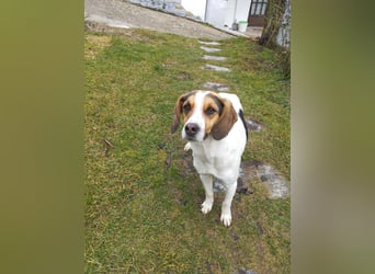 Ellie – die sanfte Hündin aus dem Tierschutz sucht ihr Zuhause