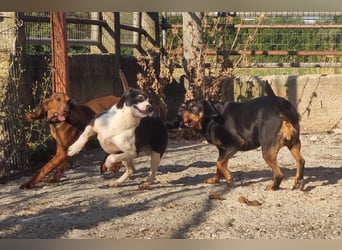 Ahoi – hier kommt Jack, der kleine Pirat auf vier Pfoten!