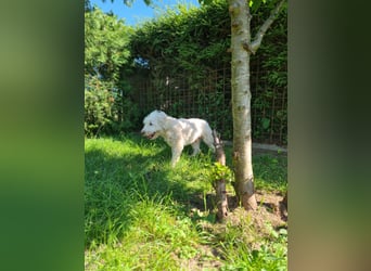 Dobby – sucht Menschen mit Hundeerfahrung und einem großen Herzen
