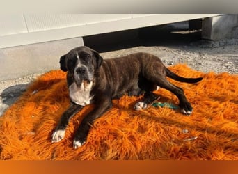 Alma – sanfte Hundeseele sucht ein liebevolles Zuhause für ihren Lebensabend