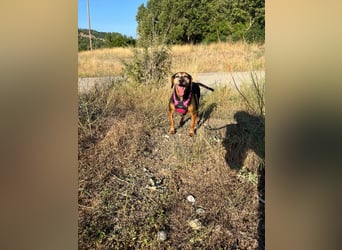 Laika – unsere süßeste kleine Seele sucht ihr Zuhause