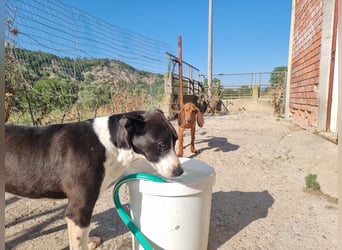 Ahoi – hier kommt Jack, der kleine Pirat auf vier Pfoten!