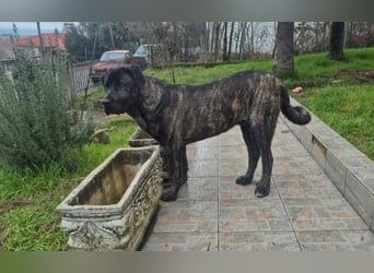 Zuckersüßer Riley sucht Familienanschluss.