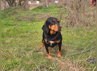 Lisa - liebe kleine Jagdhunddame sucht Dich