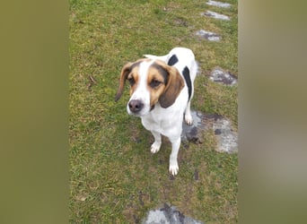 Ellie – die sanfte Hündin aus dem Tierschutz sucht ihr Zuhause