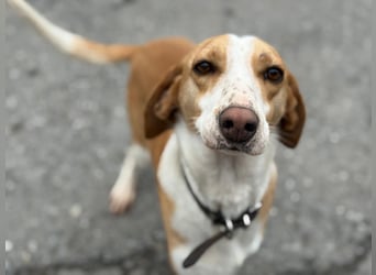 Shika – eine Seele zwischen Straße und Hoffnung