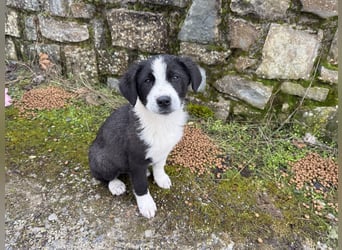 Meadow - wünscht sich eine Familie