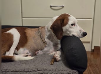 Arni - unser tapferer Kämpfer sucht sein großes Glück