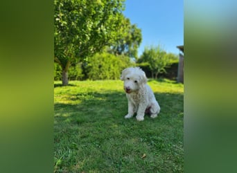 Dobby – sucht Menschen mit Hundeerfahrung und einem großen Herzen