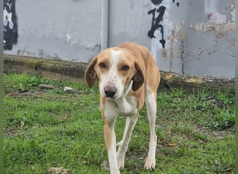 Shika – eine Seele zwischen Straße und Hoffnung