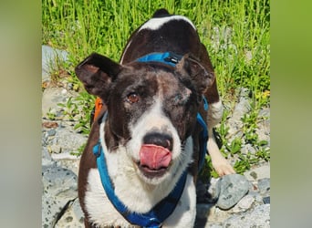 Ahoi – hier kommt Jack, der kleine Pirat auf vier Pfoten!