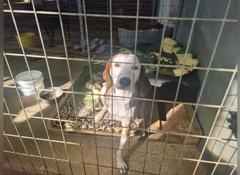 Arni - unser tapferer Kämpfer sucht sein großes Glück