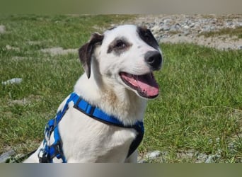 Charlie - ein Goldstück sucht seine Menschen