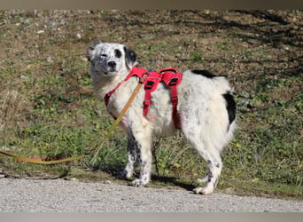 Pippa - wundervolle und zurückhaltende Hündin sucht ein Zuhause