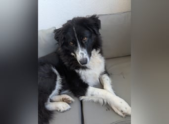 Greta sucht ihr neues Für Immer Zuhause