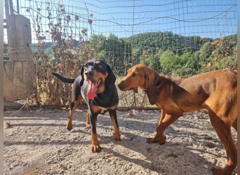 Lisa - liebe kleine Jagdhunddame sucht Dich